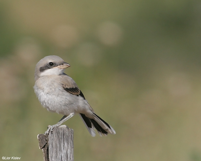   Southern Grey Shrike Lanius meridionalis  , , 2009.: 